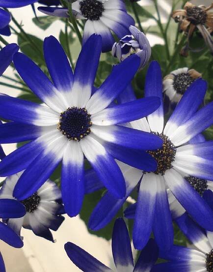 Senetti-Blue-Bicolor-15-04.png