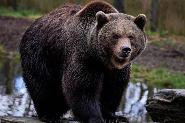 Grizzly man Timothy Treadwell strávil život mezi šelmami. Nakonec mezi nimi také zemřel - OnlyU