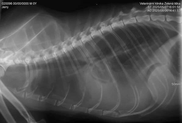 Infekční peritonitida koček- FIP - Veterina Zelená liška