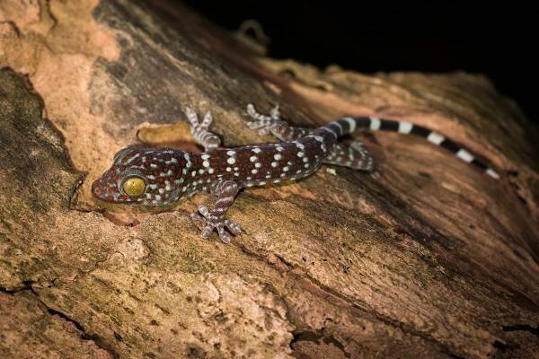 Tokay geckos inhabit rainforests and human-modified landscapes across South and Southeast Asia and play a vital role as nature’s pest control. 