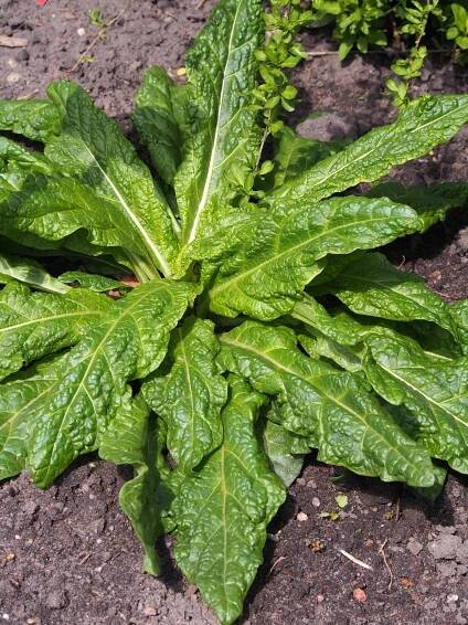Category:Mandragora officinarum - Wikimedia Commons