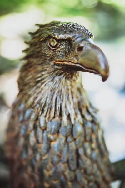 Eagle Eye | JasonPrahl.com