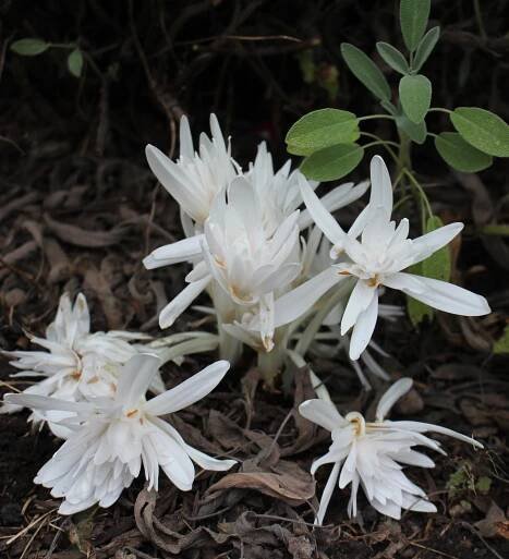 colchicum autumnale album plenum