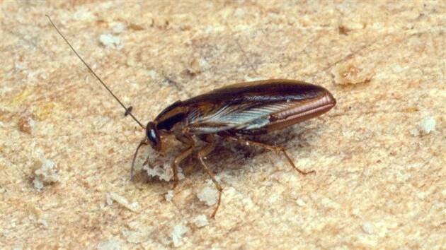 Rus domácí (Blattella germanica)