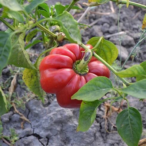 Osivo papriky – Rajčatová paprika Szuszanna – Capsicum annuum