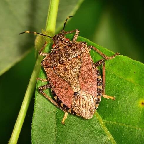 Stinkbug Control Services | Golden Rule Pest, Termite, & Weed 