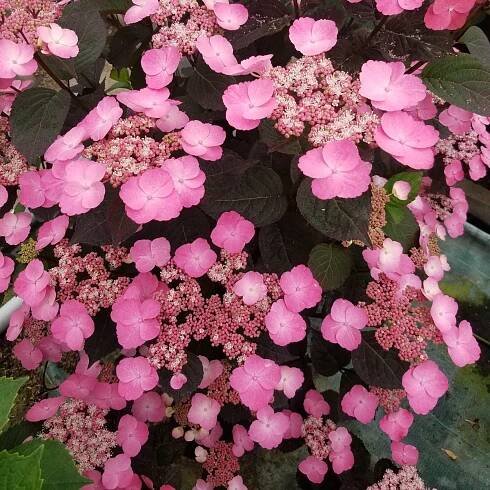 Hydrangea serr. 'Daredevil' K9 - hortenzia pílovitá
