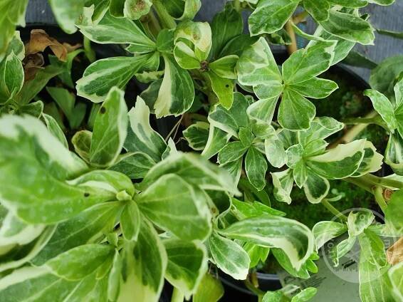 Tlustonitník klasnatý / Pachysandra /Variegata