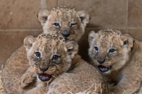 Obrovská radost a překvapení ve zlínské zoo! Lvice Kwale porodila tři zdravá mláďata - ZLIN.CZ