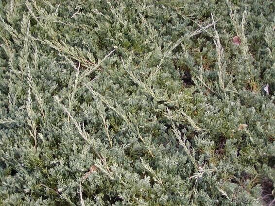 Jalovec polehlý - Juniperus horizontalis Wiltonii
