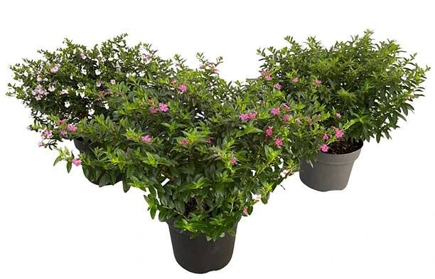 GROW by OBI Japonská myrta (Cuphea hyssopifolia) "Flory Glory" cca 10-20 cm
