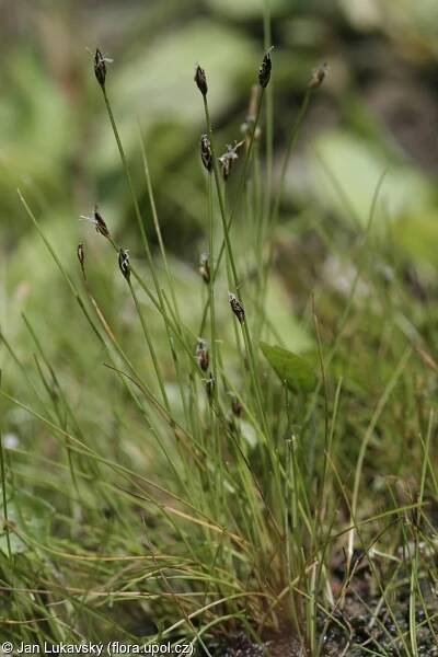 Bahnička jehlovitá (Eleocharis acicularis)