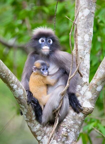 Dusky Langur (Trachypithecus obscurus)