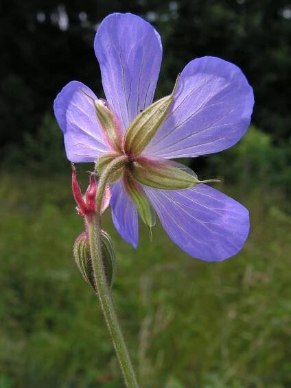 Soubor:Geranium pratense 20140704 476.jpg – Wikipedie