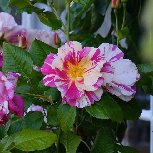 The King's RoseTM