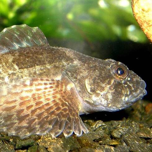 Gründling im Fischportrait: Steckbrief, Biologie, Verbreitung 