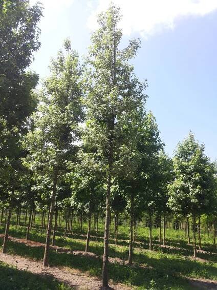 Liquidambar styraciflua 'Silver King' | ambroň západní 'Silver King' - Van den Berk školky