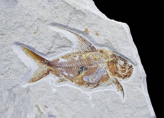 Nematonotus