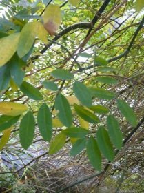 Jerlín japonský Pendula (Sophora japonica), listy