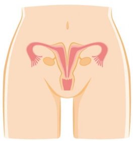 ilustrace malformace dělohy. - genitální bradavice stock ilustrace
