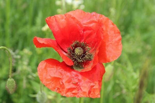 Mák vlčí (Papaver rhoeas)