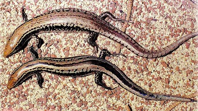 Bojer's skink