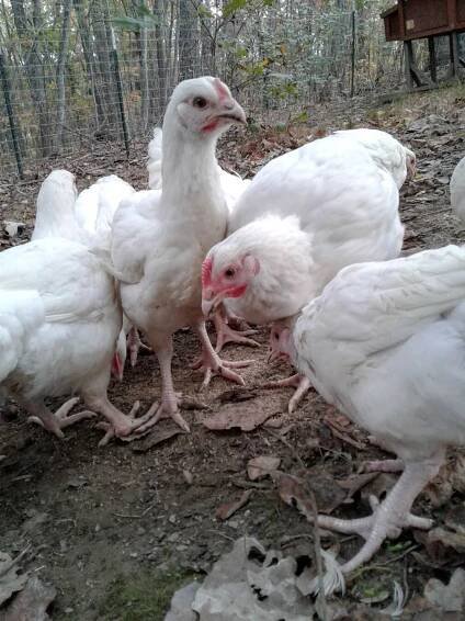 Wild Earth Farm & Sanctuary | Vegan Permaculture & Farmed Animal Sanctuary - The Sanctuary 