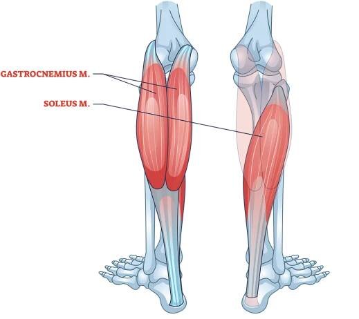 calf anatomy