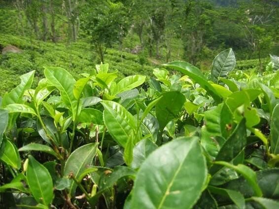 Camellia – Wikipedie