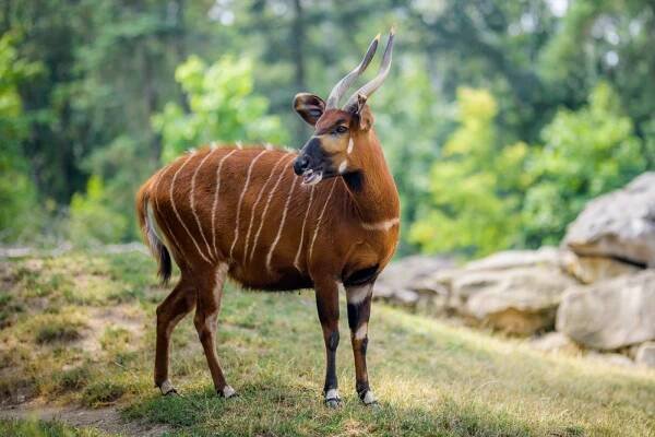V Zoo Praha se narodila mláďata nejkrásnější antilopy světa. Podívejte se na ně