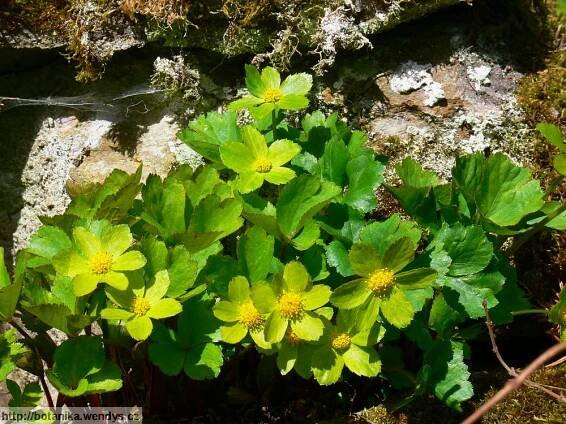 Herbář Wendys - Hacquetia epipactis - hvězdnatec zubatý