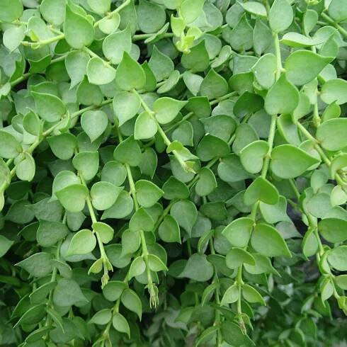 Dischidia ruscifolia
