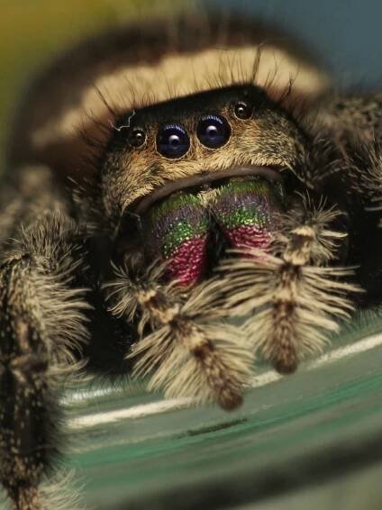 Skákavka královská - phidippus regius Everglades, phidippus regius Bahamas