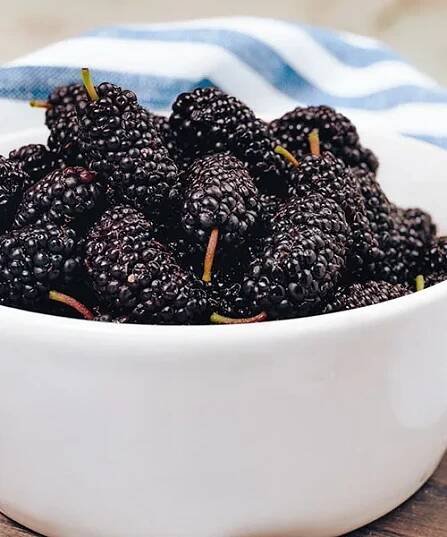 Trpasličia moruša 'Mojo Berry'