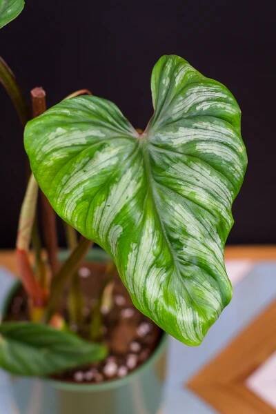 Philodendron plowmanii - Image 2