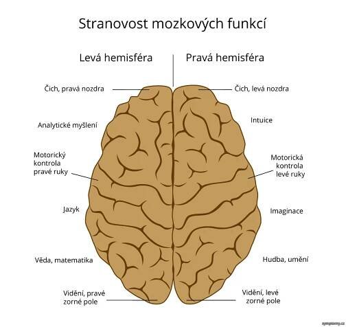 Stranovost mozkových funkcí