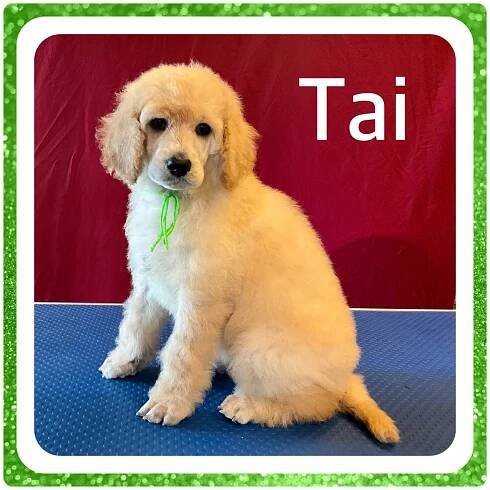 Royal LOLA’s & Royal Parker”s Breeding June 3rd 2023!! | Chapin's AKC Royal Standard Poodles of Northeast Ohio