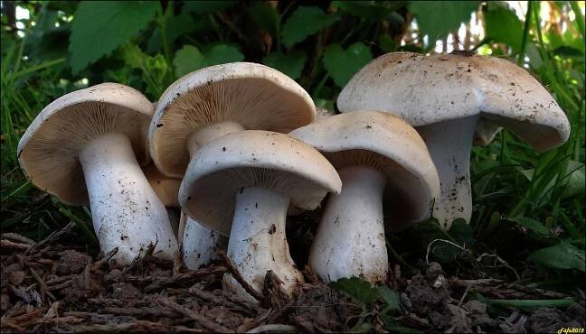 Čirůvka májovka - Calocybe gambosa (Fr.) Donk | www.ohoubach.cz