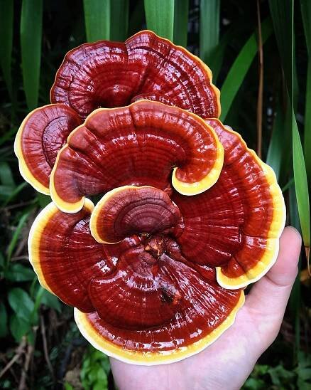 Mushroom Grow Kits in Singapore — Bewilder