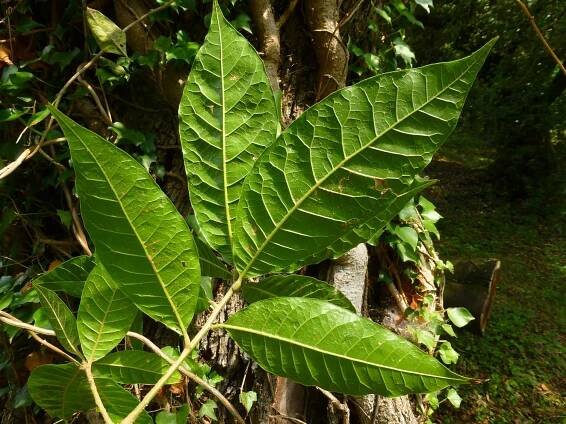 Q. rapurahuensis