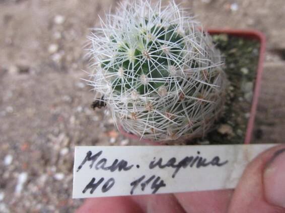 kaktusy mammillaria napina
