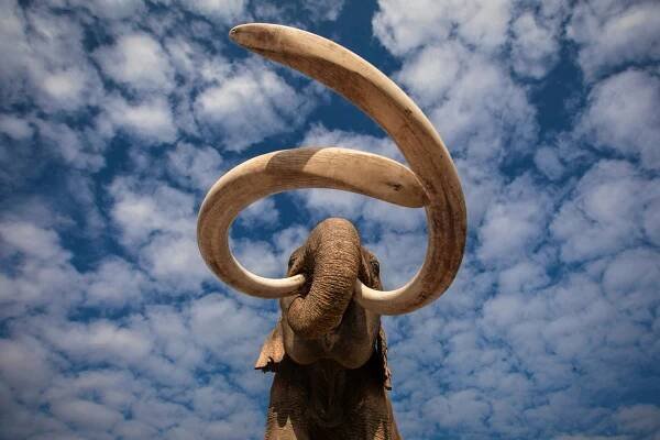 The climax of 50 million years of elephant evolution, this incredible Asian ‘super tusker’ sports tusks that are the relative size and shape of the southern mammoth, the ancestor of the woolly mammoth. While in the very present, we can travel back in time. Very few people know that Asian elephants can grow such amazing ivory. The commanding pose shows the bull raising his head, displaying his strongly curved, almost nine feet-long tusks against the canvas of a sky balanced by glorious clouds. This was taken in Kham Mueang, Thailand.