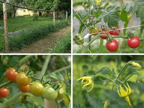 Rajčata: rostlina, pěstování a využití - Zahrada sazenice