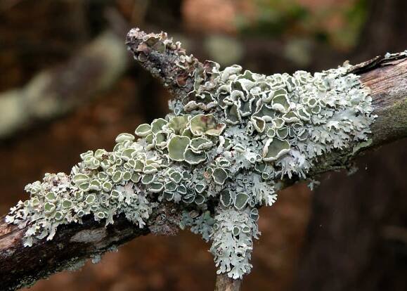 Imshaugia placorodia