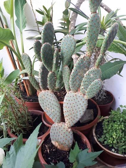 Pokojovky: Opuncie - Opuntia azurea.