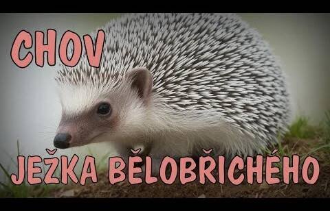 CHOV JEŽKA BĚLOBŘICHÉHO