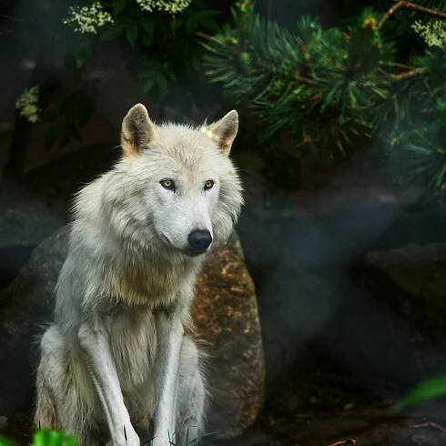Základová fotografie na téma @ venku, arktický vlk, biologie vlka, canis, canis lupus, chování vlka, divočina, divoké zvíře