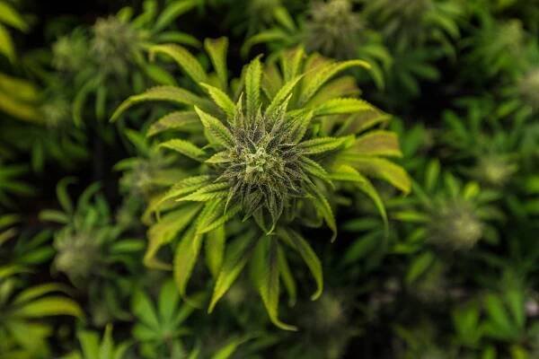 Obsahuje CBG THC? » Bylinky-ProZdraví.cz