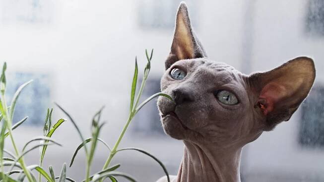Sphynx: Bezsrstá kočka, kterou si zamilujete