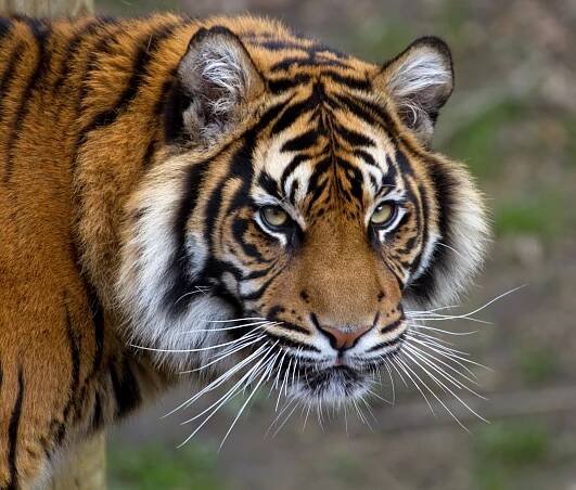 Tigre